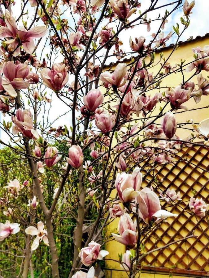 Pensiunea Magnolia Sibiu Exterior photo